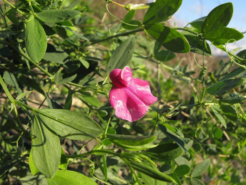 Lathyrus vernus плод