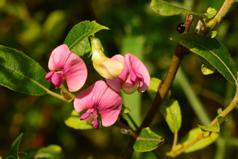 Lathyrus latifolius 'Pink Pearl'