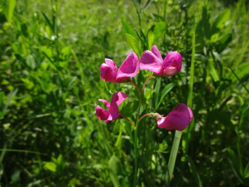 Чина клубневая (Lathyrus tuberosus l)