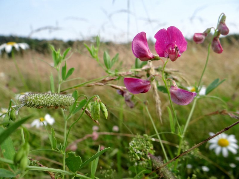 Чина клубненосная (Lathyrus tuberosus)