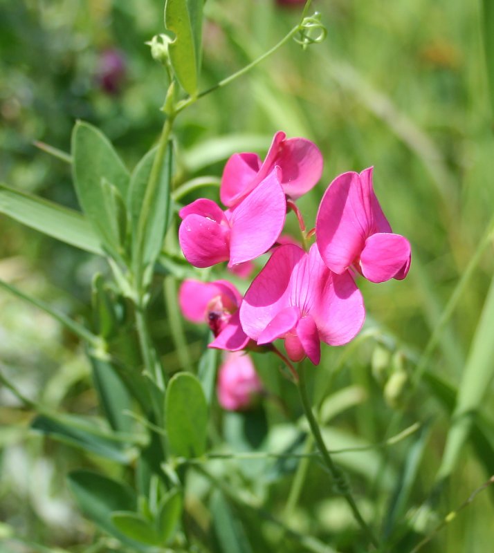Чина клубневая (Lathyrus tuberosus l)