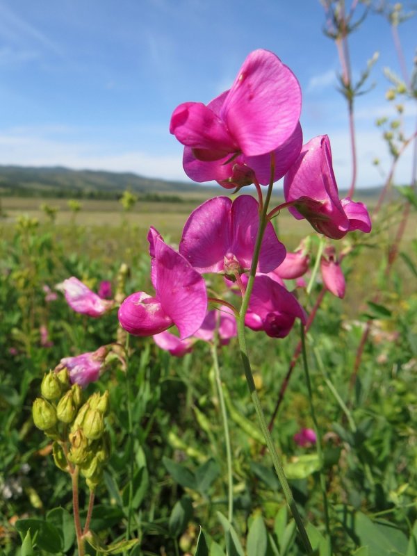 Чина клубневая (Lathyrus tuberosus)