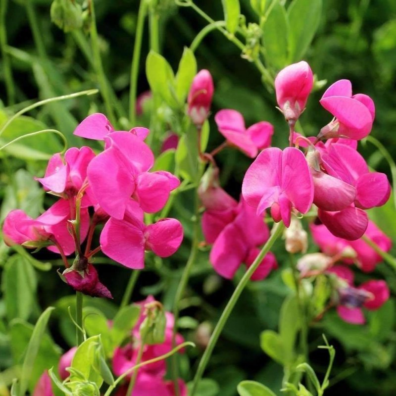Чина клубневая (Lathyrus tuberosus)