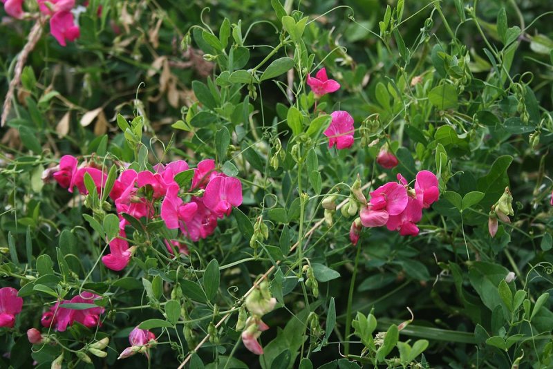 Чина клубненосная (Lathyrus tuberosus)