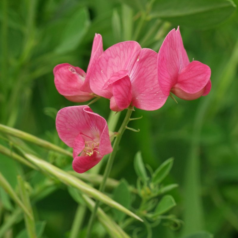 Чина (Lathyrus)
