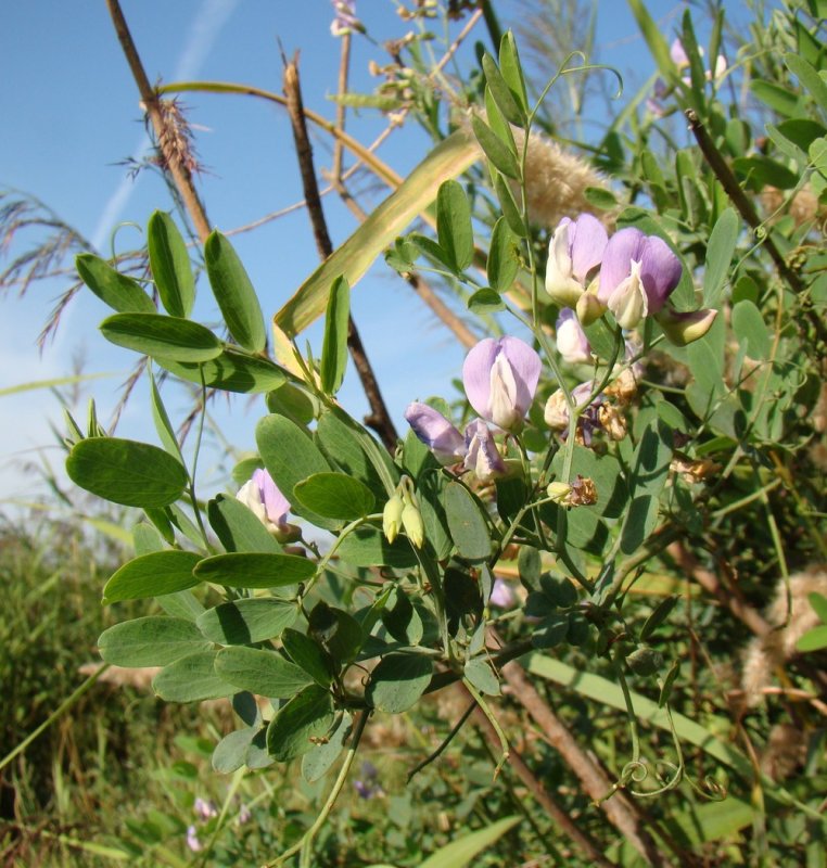 Чина Болотная Lathyrus palustris l