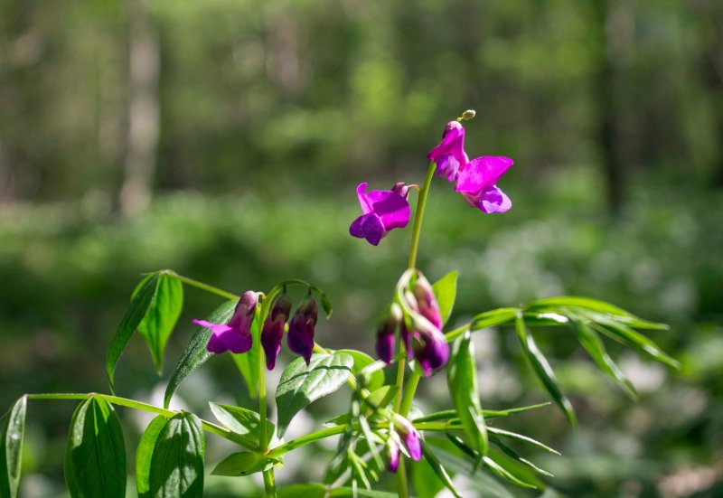 Lathyrus