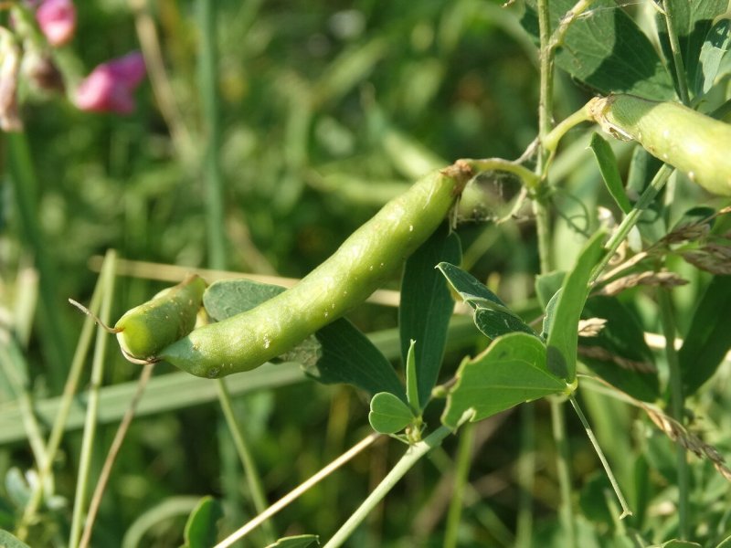 Чина клубневая (Lathyrus tuberosus)