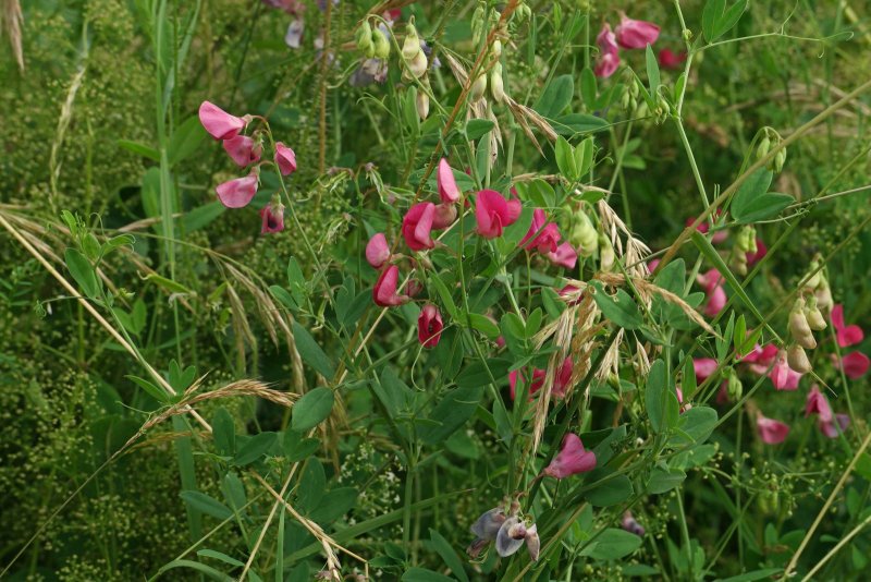Чина клубненосная (Lathyrus tuberosus)