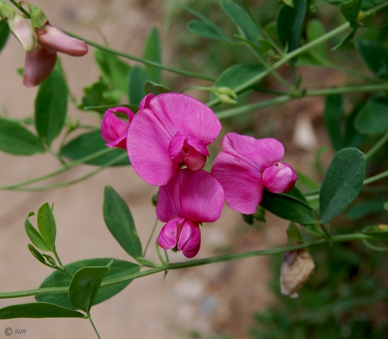 Чина клубненосная (Lathyrus tuberosus)
