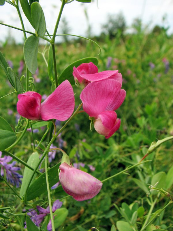 Lathyrus magellanicus