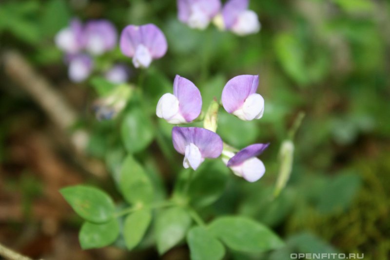 Lathyrus tuberosus l.