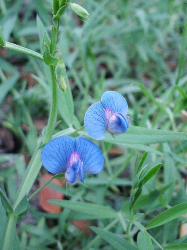 "Lathyrus pratensis" "тычиночная трубка"