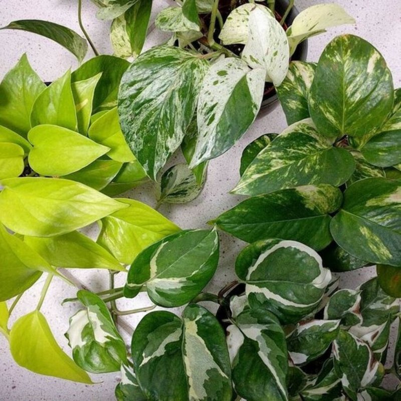 Эпипремнум золотистый Epipremnum Aureum