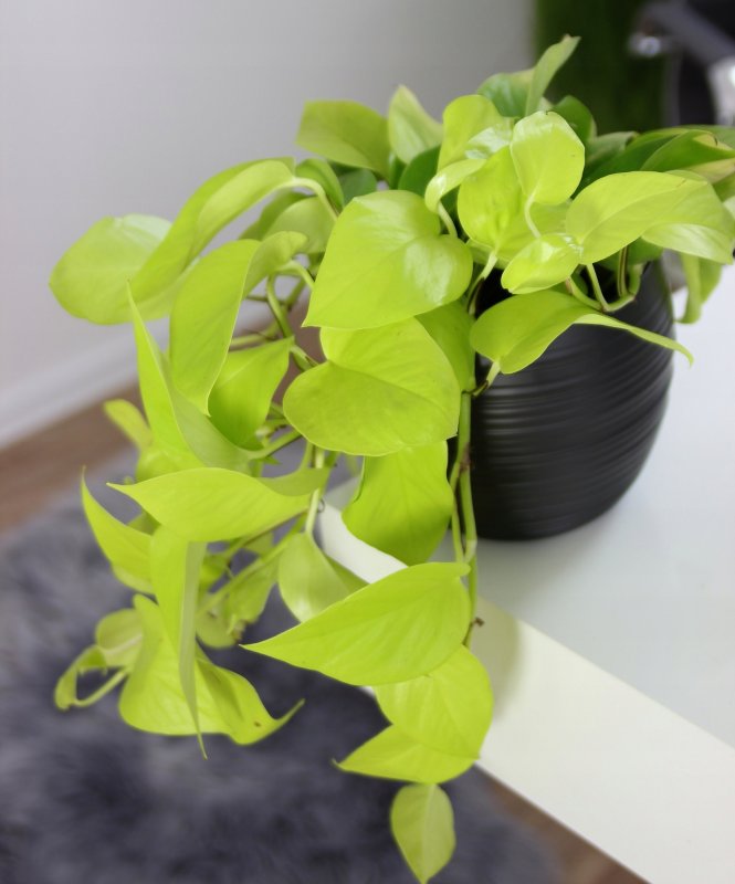 Эпипремнум Happy Leaf