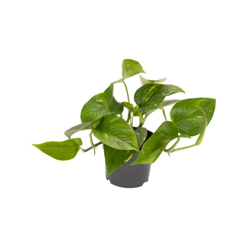 Сциндапсус экзотика Scindapsus pictus Exotica