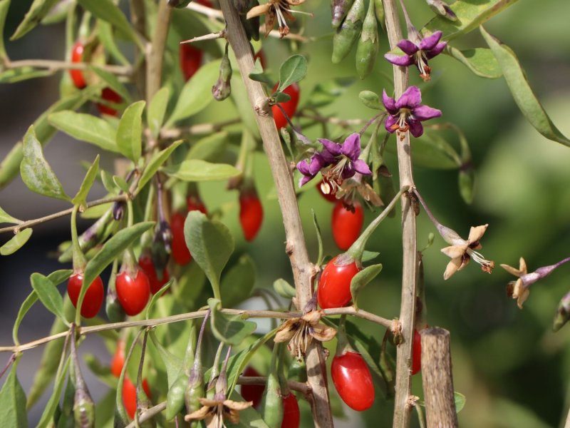 Goji Berry куст