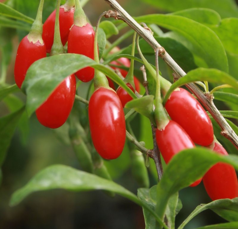 Goji Berry куст