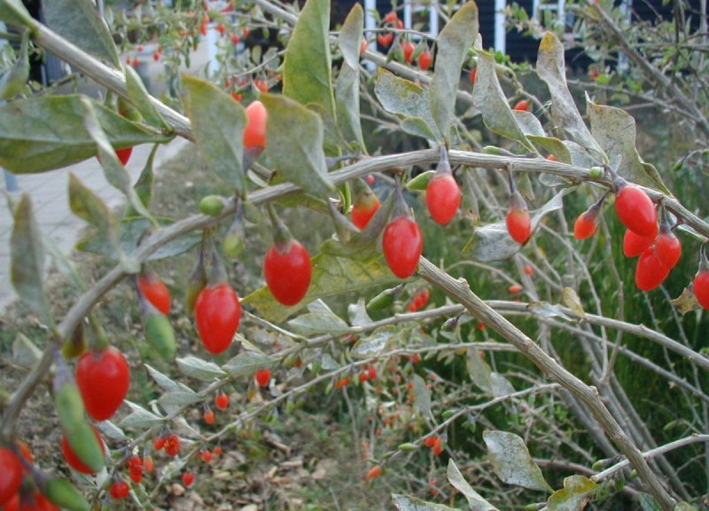 Дереза обыкновенная Нью Биг Lycium barbarum New big