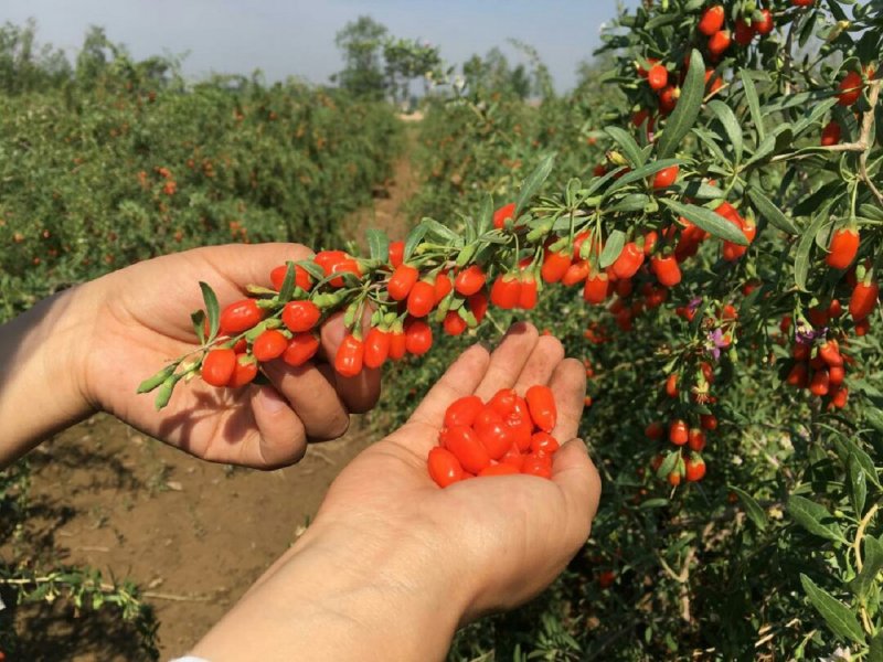 Кустарник годжи цветение