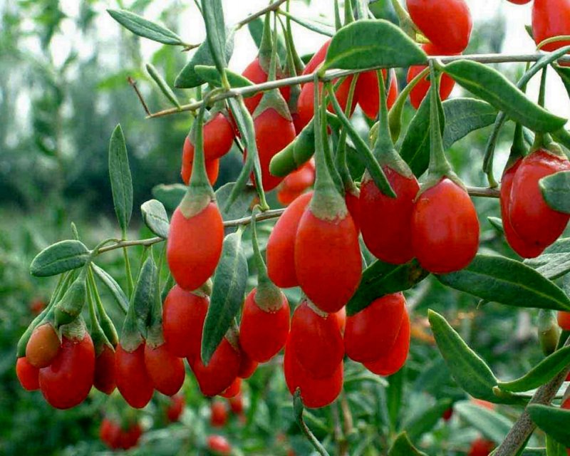 Оранжевой ягоде-годжи Goji(Lycium barbarum).