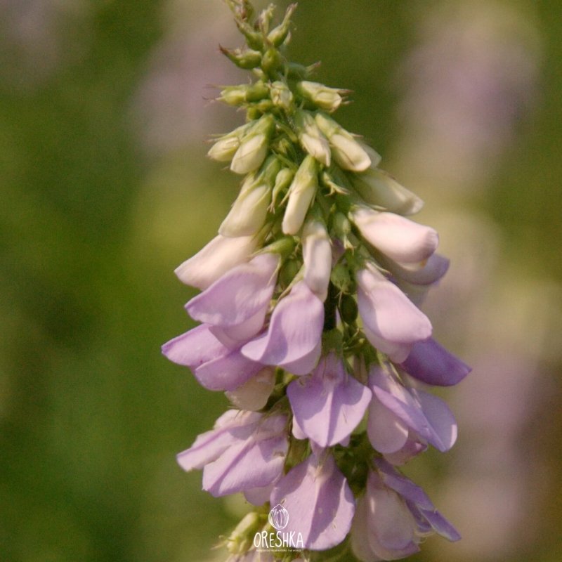Козлятник Восточный (galega orientalis)