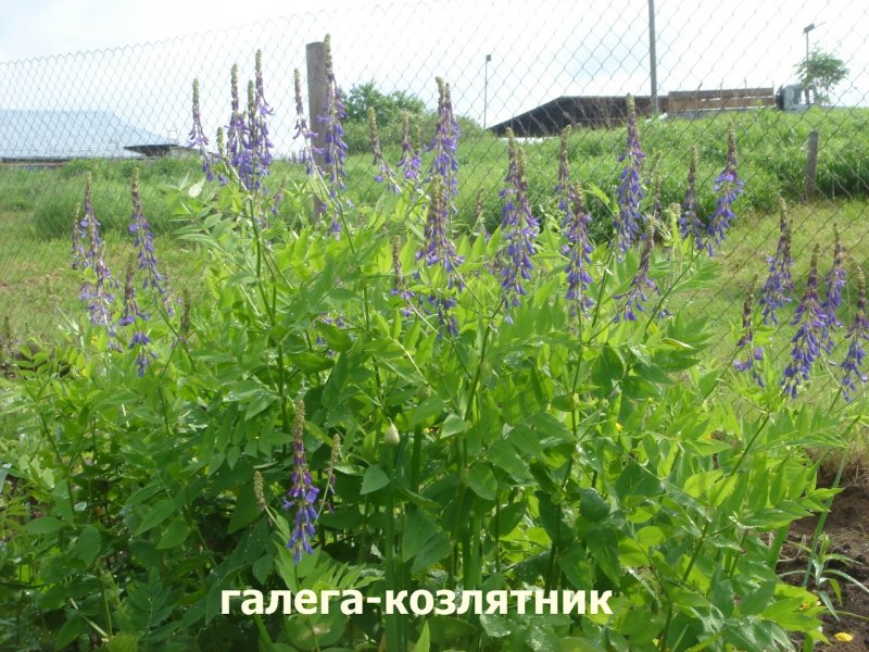 Галега лекарственная семейство'