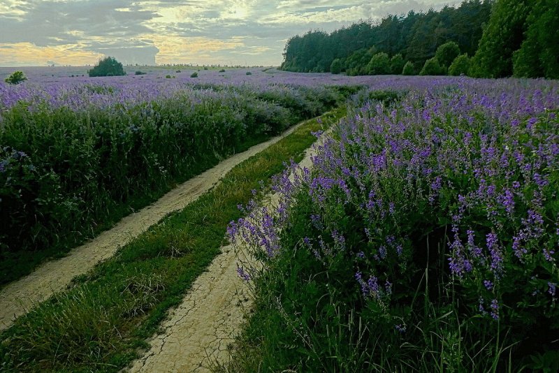 Козлятник лекарственный при диабете