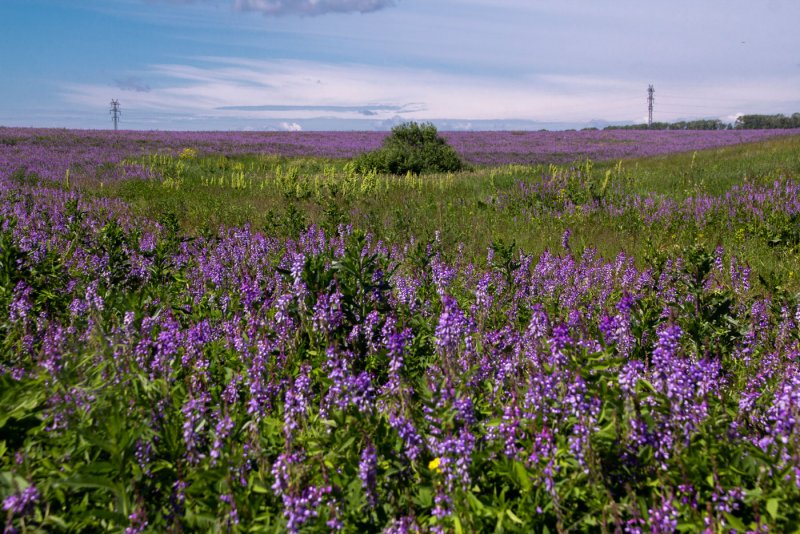 Козлятник медонос