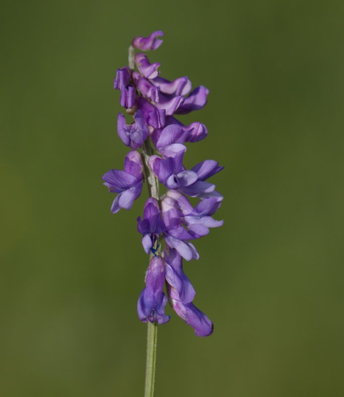 Galega orientalis Ботаническая картинка