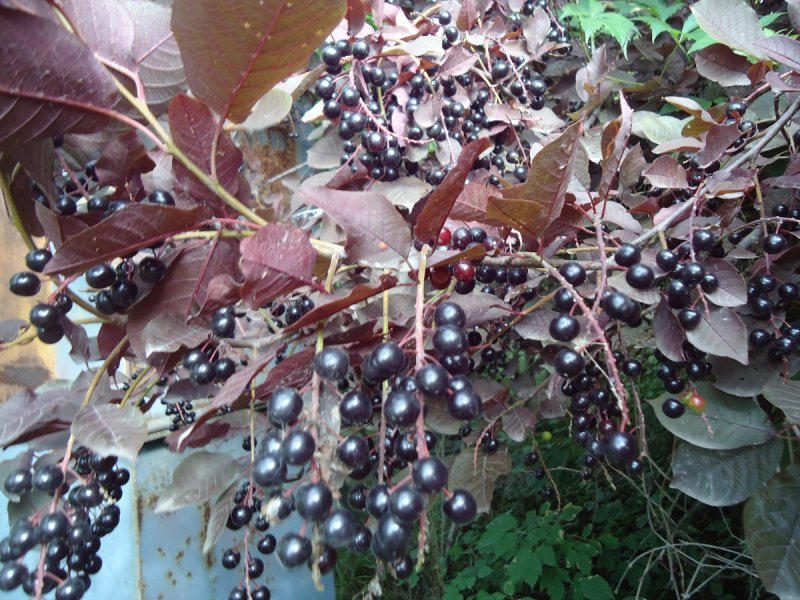 Черемуха виргинская Prunus virginiana