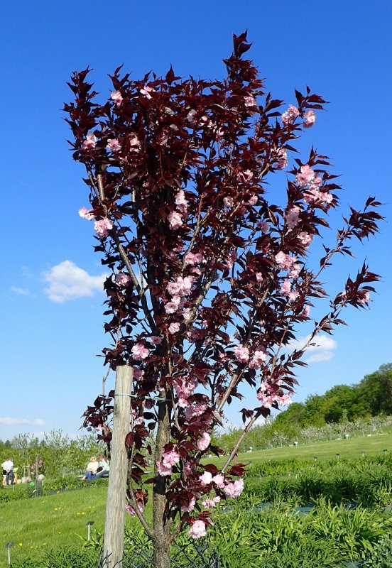Prunus virginiana Shubert