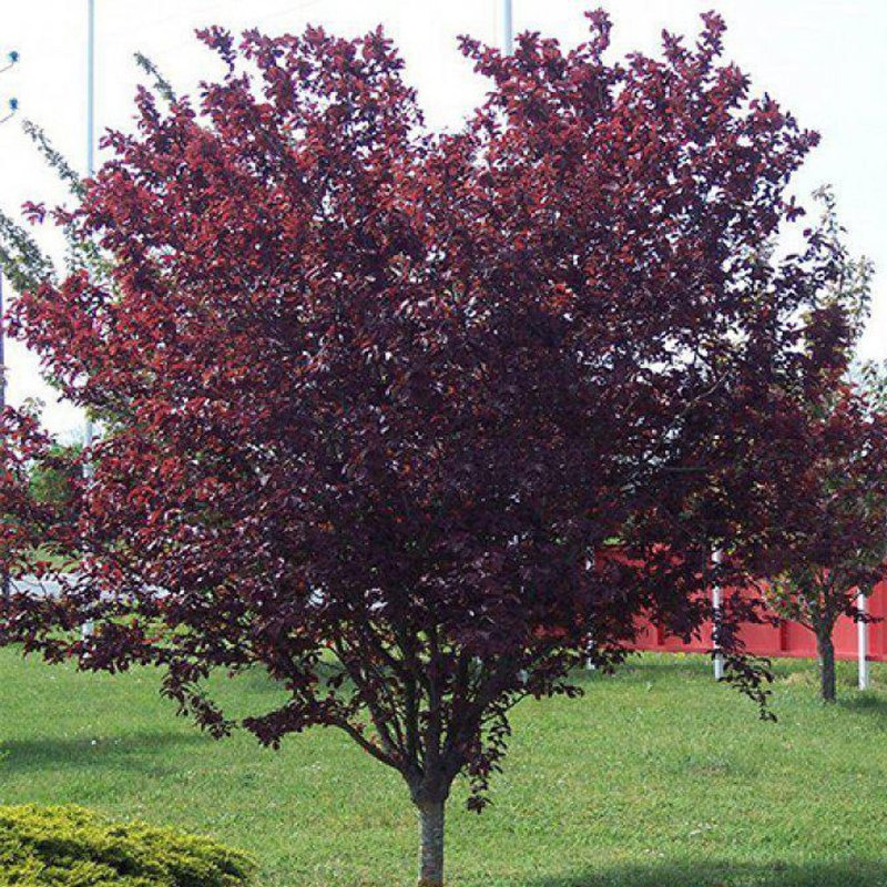 Черёмуха виргинская Prunus virginiana 'Shubert'
