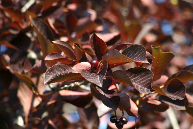 Черемуха виргинская Prunus virginiana