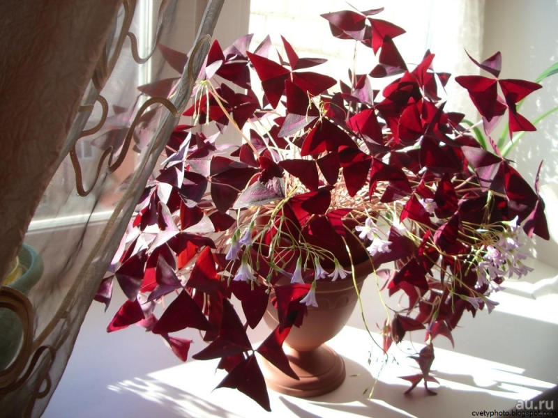 Кислица Oxalis acetosella