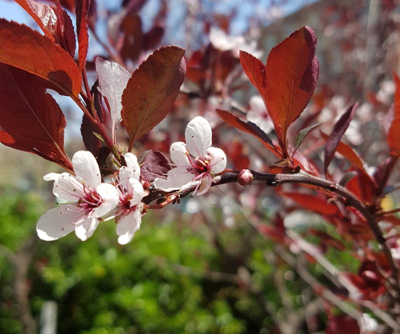 Черемуха виргинская (Prunus virginiana) "Schubert"