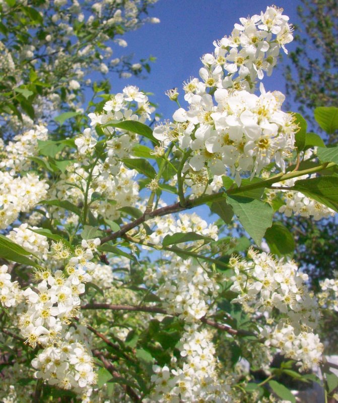 Черемуха виргинская (Padus virginiana)