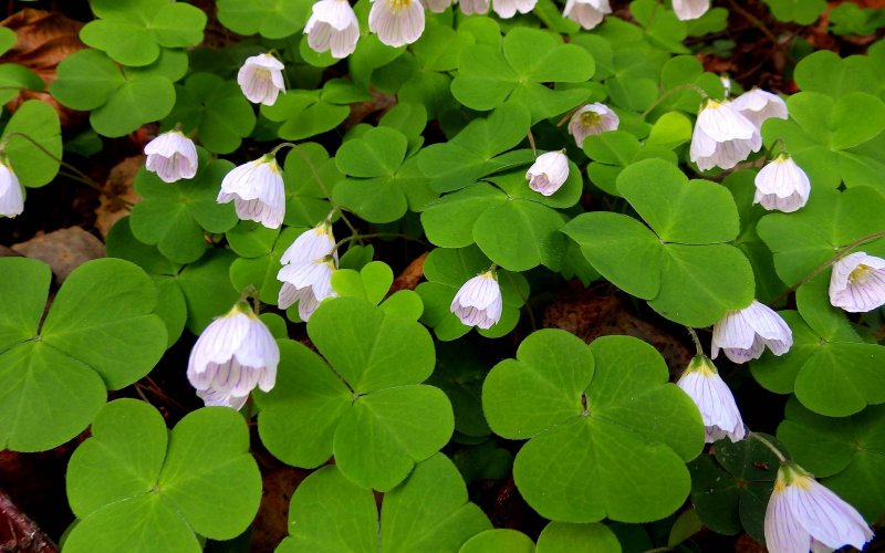 Кислица Ортгиса (Oxalis ortgiesii).