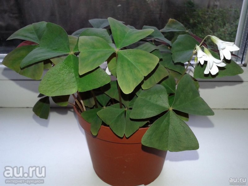 Кислица Ортгиса (Oxalis ortgiesii).