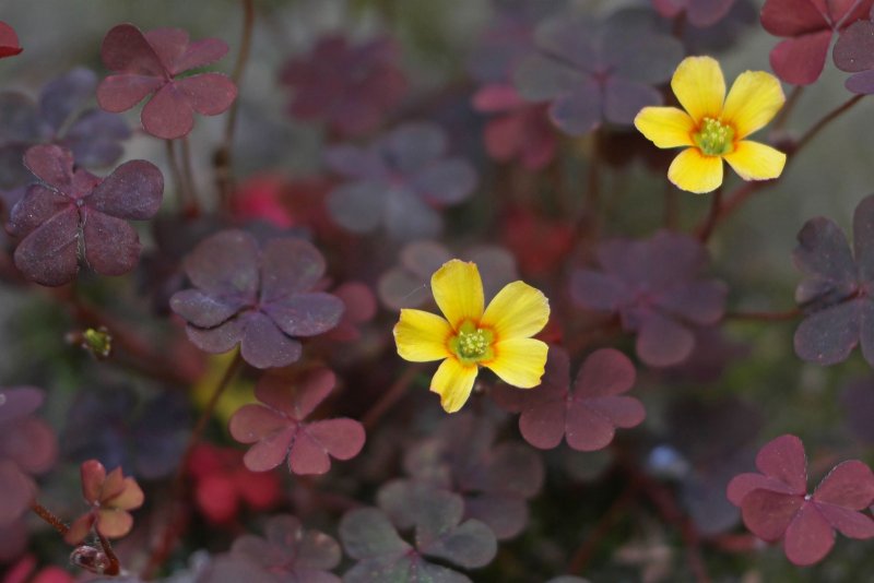Кислица треугольная (Oxalis triangularis)
