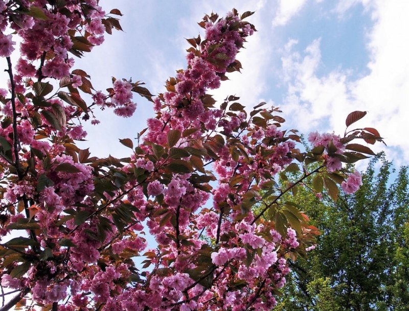 Черемуха виргинская (Padus virginiana)