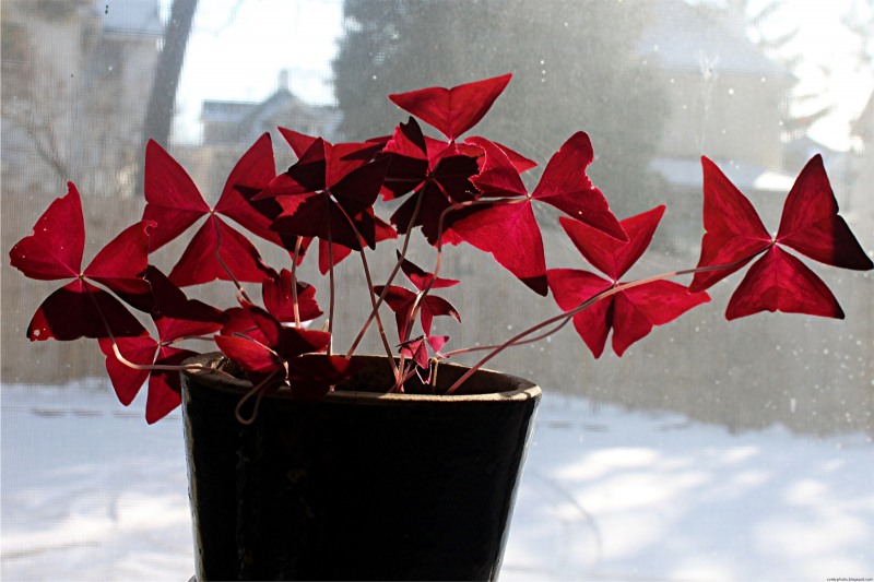 Кислица Oxalis acetosella
