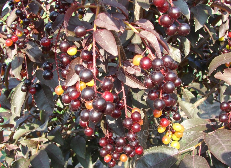 Черемуха виргинская Prunus virginiana