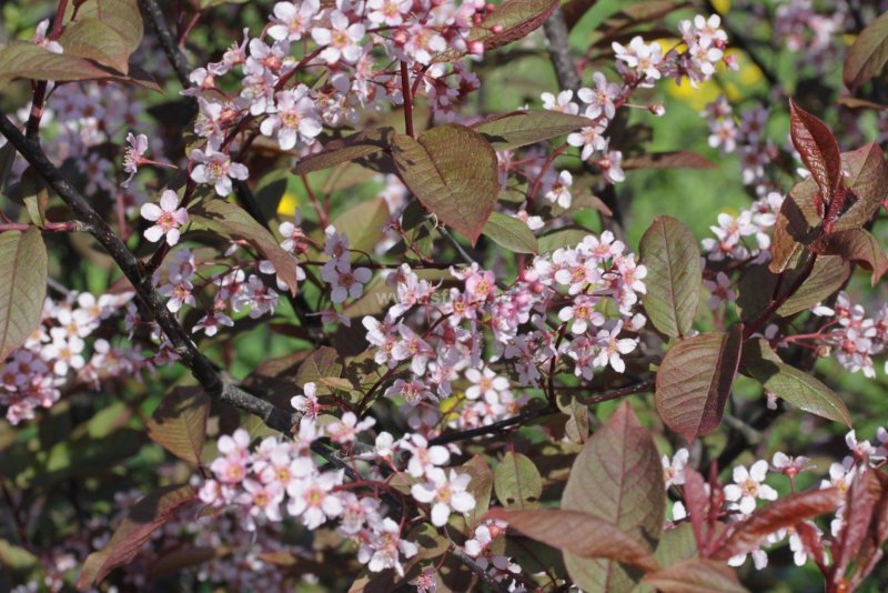Prunus virginiana Shubert