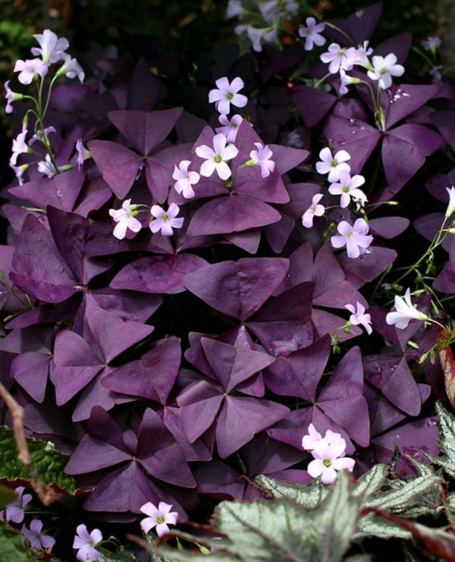 Кислица треугольная (Oxalis triangularis)
