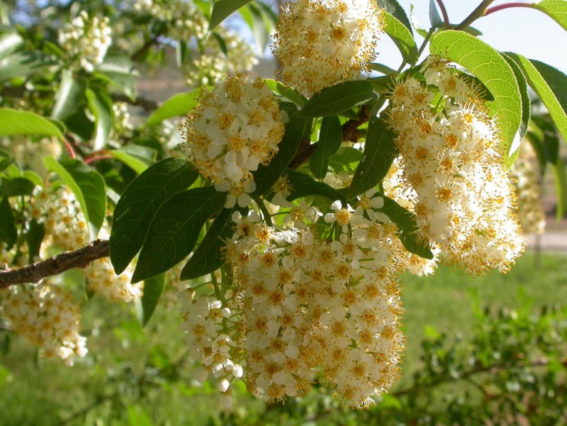 Черемуха виргинская цветение