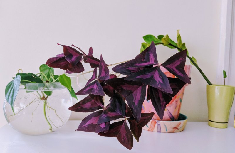 Кислица треугольная (Oxalis triangularis)