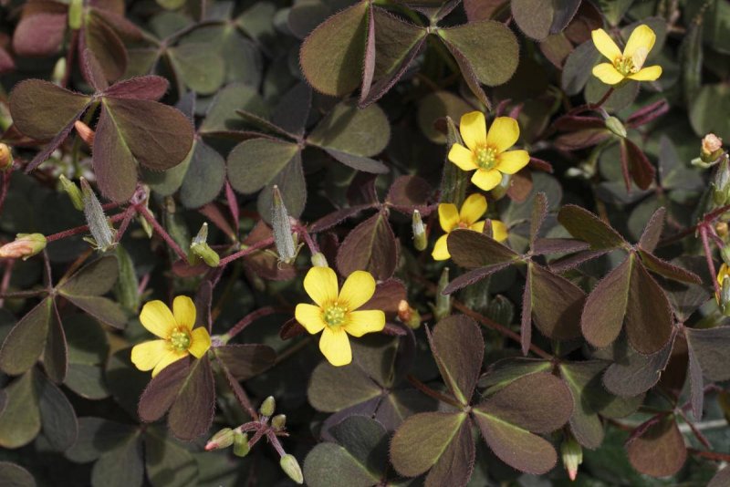 Кислица треугольная (Oxalis triangularis)