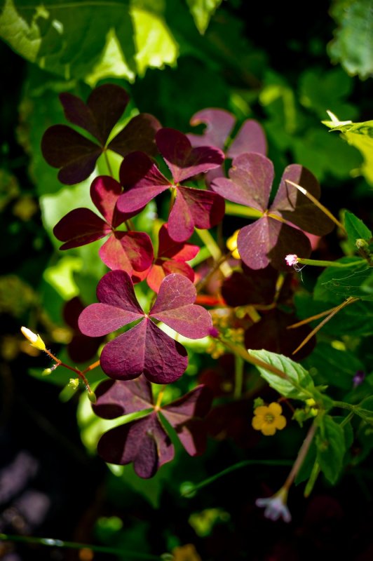 Кислица пальмифрон Oxalis palmifrons.