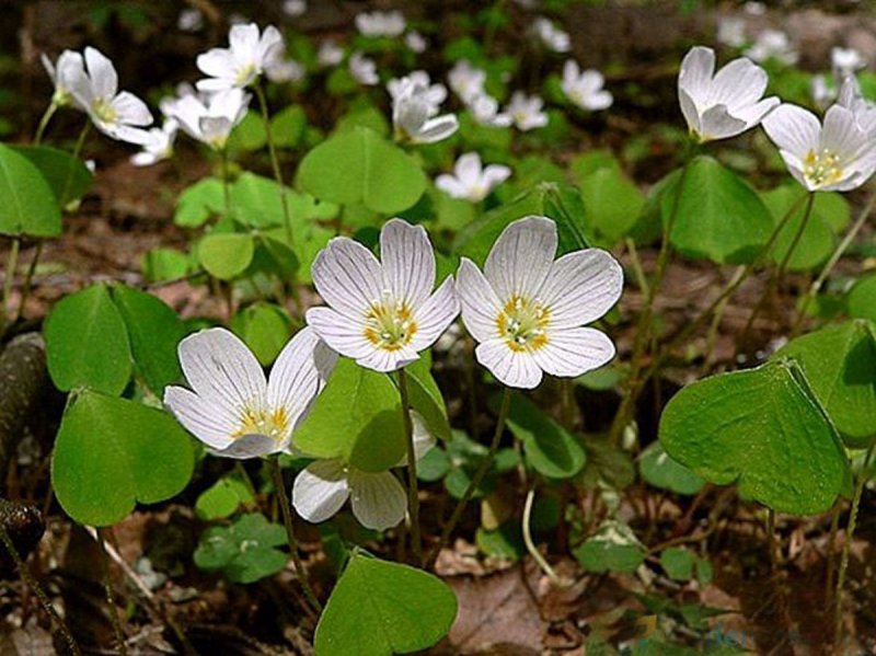 Кислица треугольная (Oxalis triangularis)